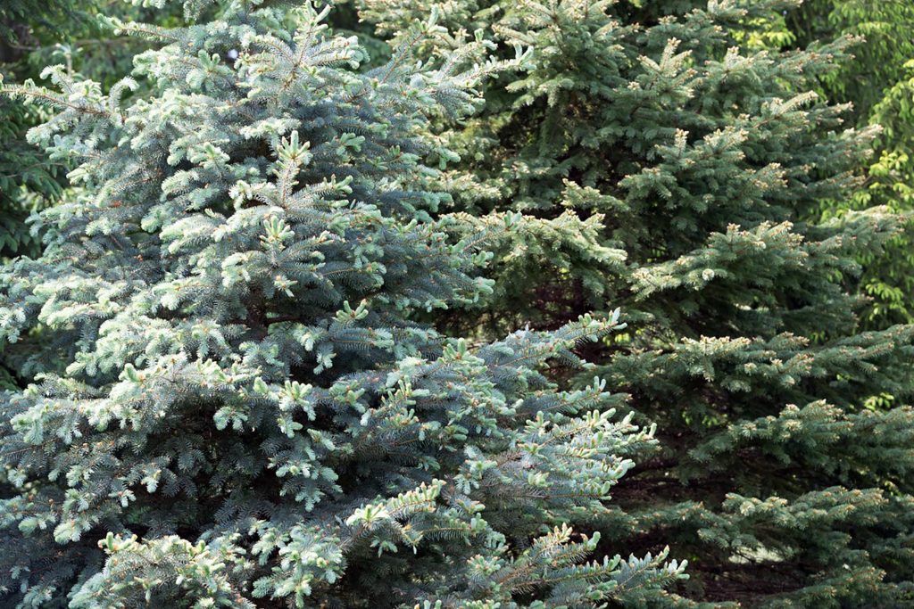 Blue Spruce tree with new growth in Spring.