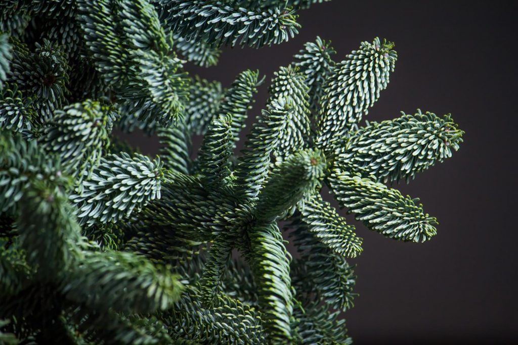 Close-up of fir or Abies Nobilis branches on dark backdrop, Christmas or New Year concept